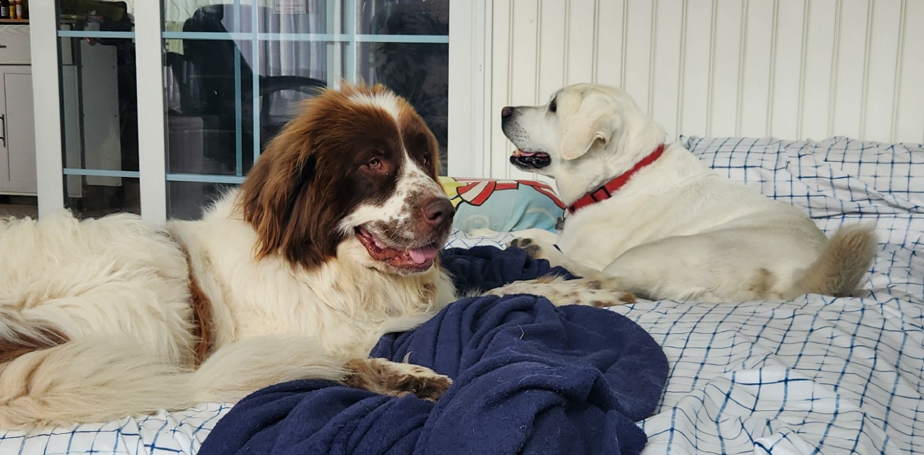 More Than a Foster: The One They Chose
