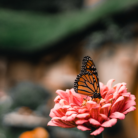 Untangled & Estranged:  No Contact Healing & Support Group
