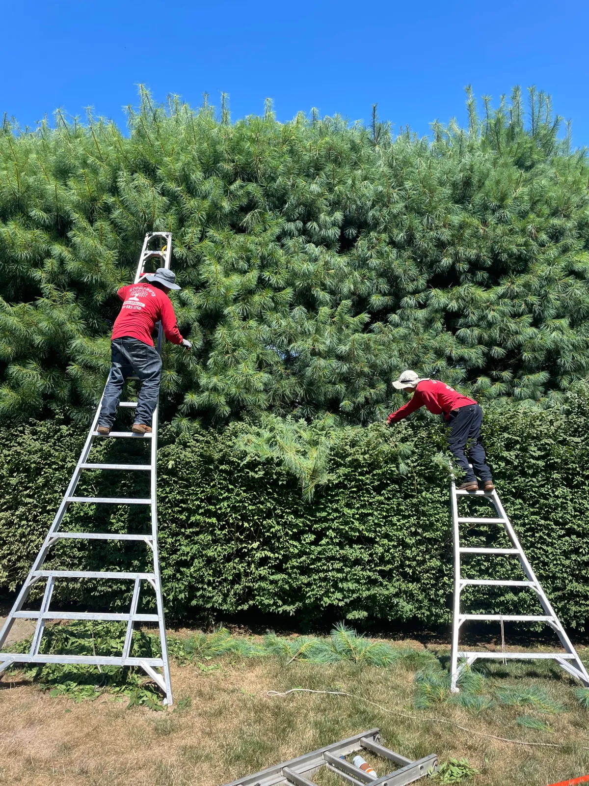 Landscape Contractor in Ventura County