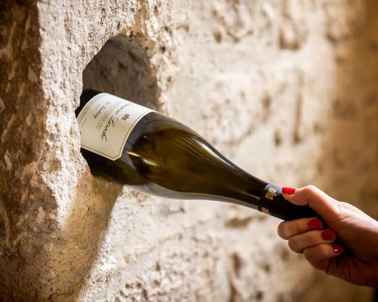 Vineyard at sunset under a beautiful sky.