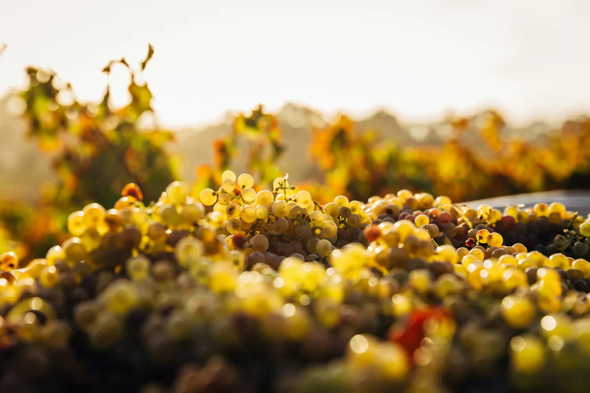 Maceration in Wine and Cider: How Long Should Your Fruit Stay on Its Skins?