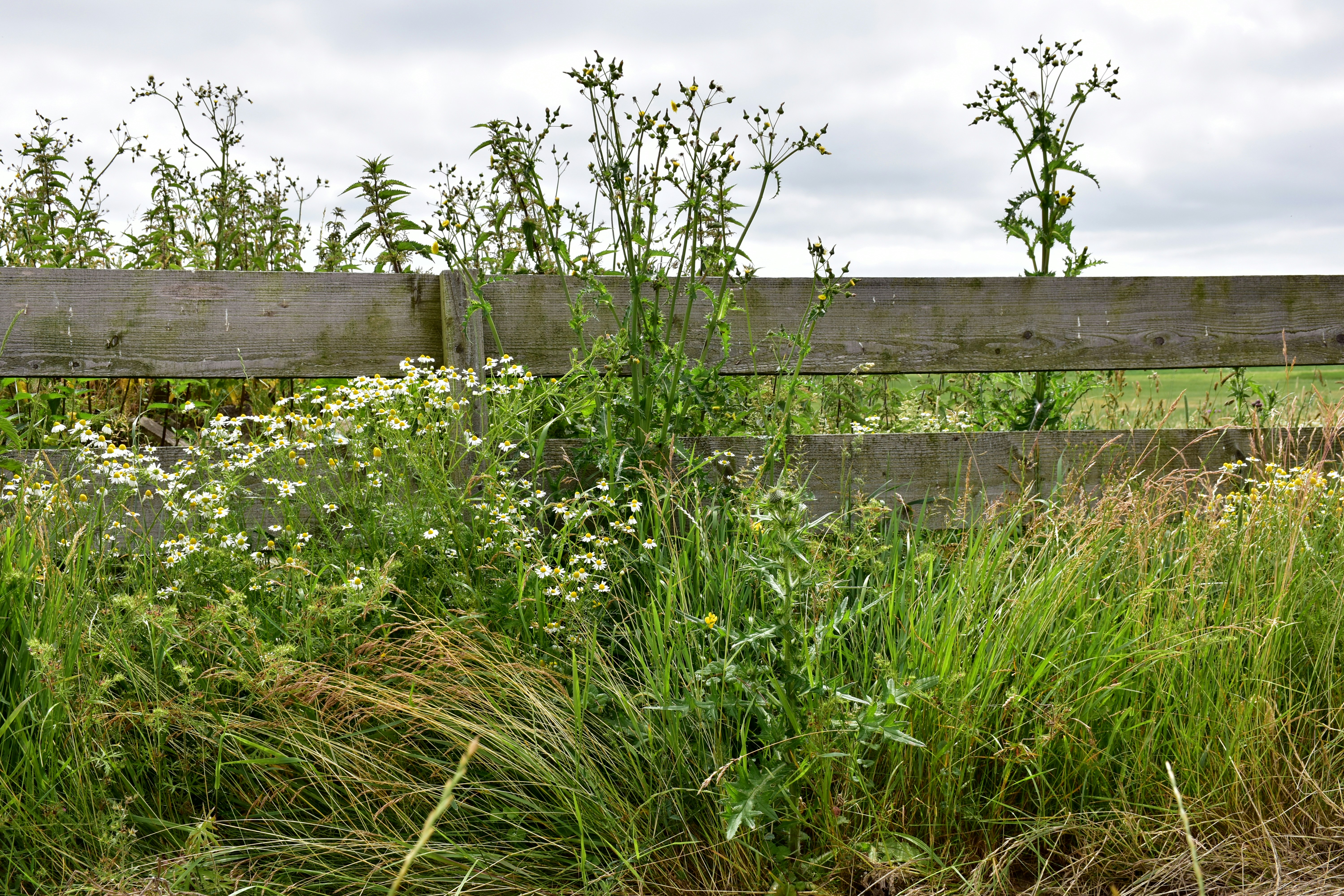 long green grass in front of fence