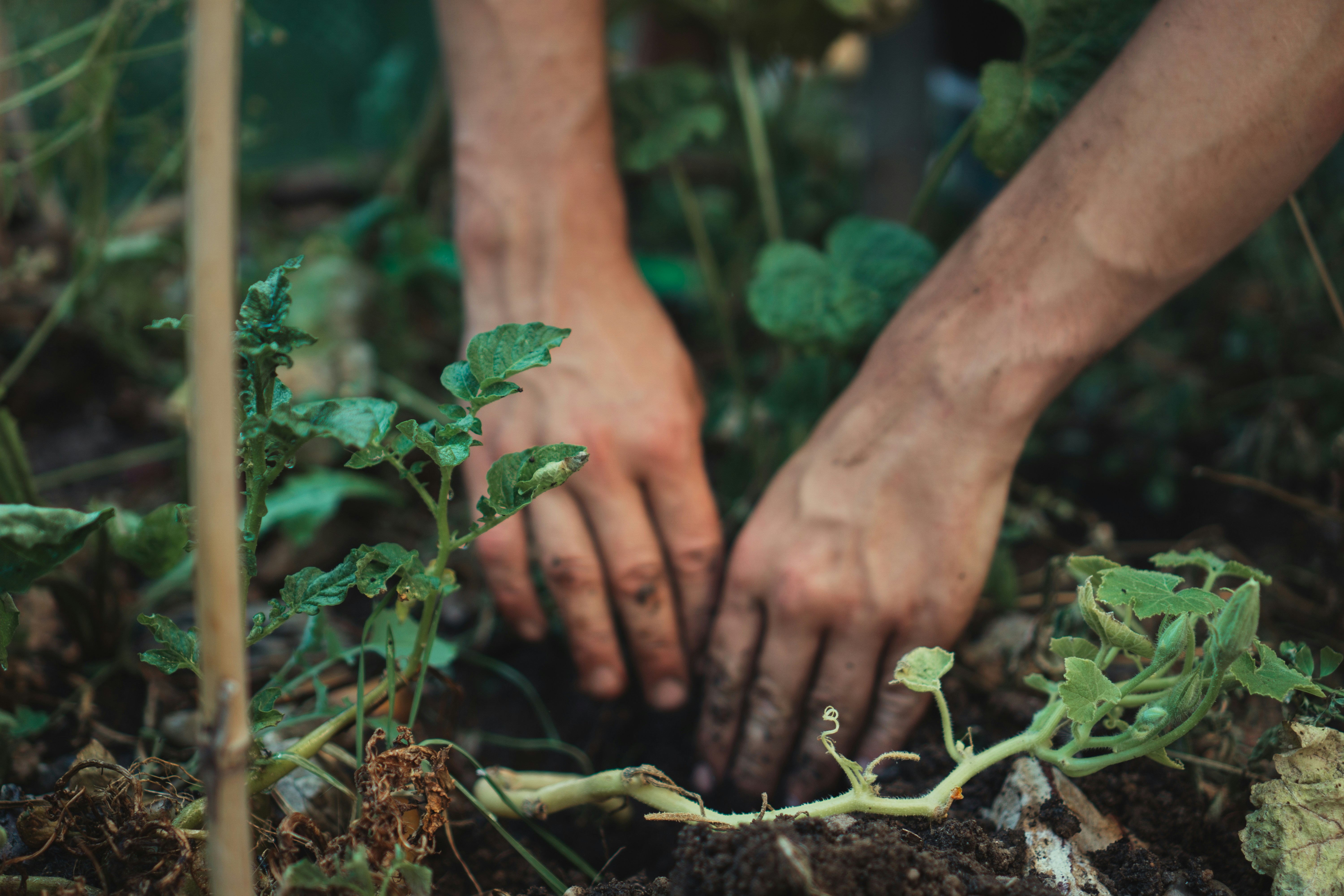 hands digging soil to plant plants