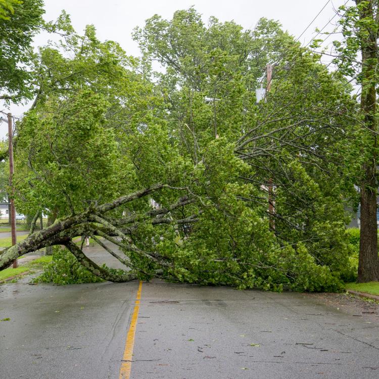 Large fallen tree  in the road