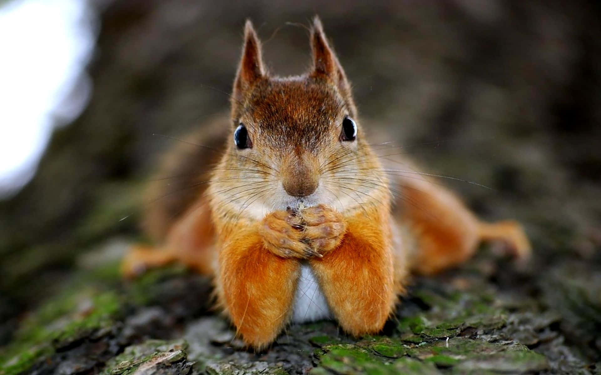 Close-up of a squirrel resting on tree bark, representing safe and humane squirrel control services.