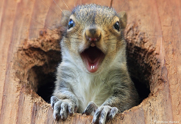 A gray squirrel popping out of a chewed entry hole in a wooden structure, showing damaged wood from squirrel activity.