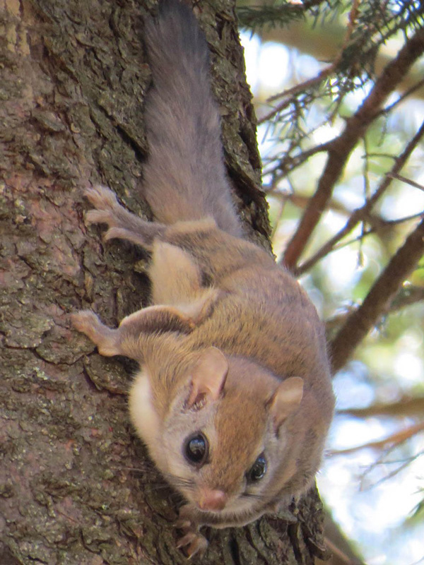 A southern flying squirrel clinging to tree bark near a home, highlighting flying squirrel removal services.