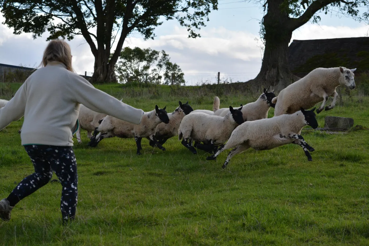 Female in field with arms outstretched, running alongside a flock of lively sheep in a field, one sheep jumping. Trees and fencing in background