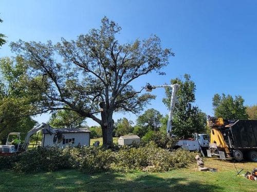 Nisswa Tree Removal Services