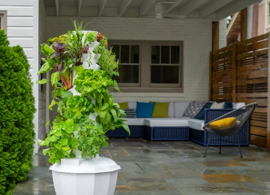 Fresh organic produce grown in a Tower Garden