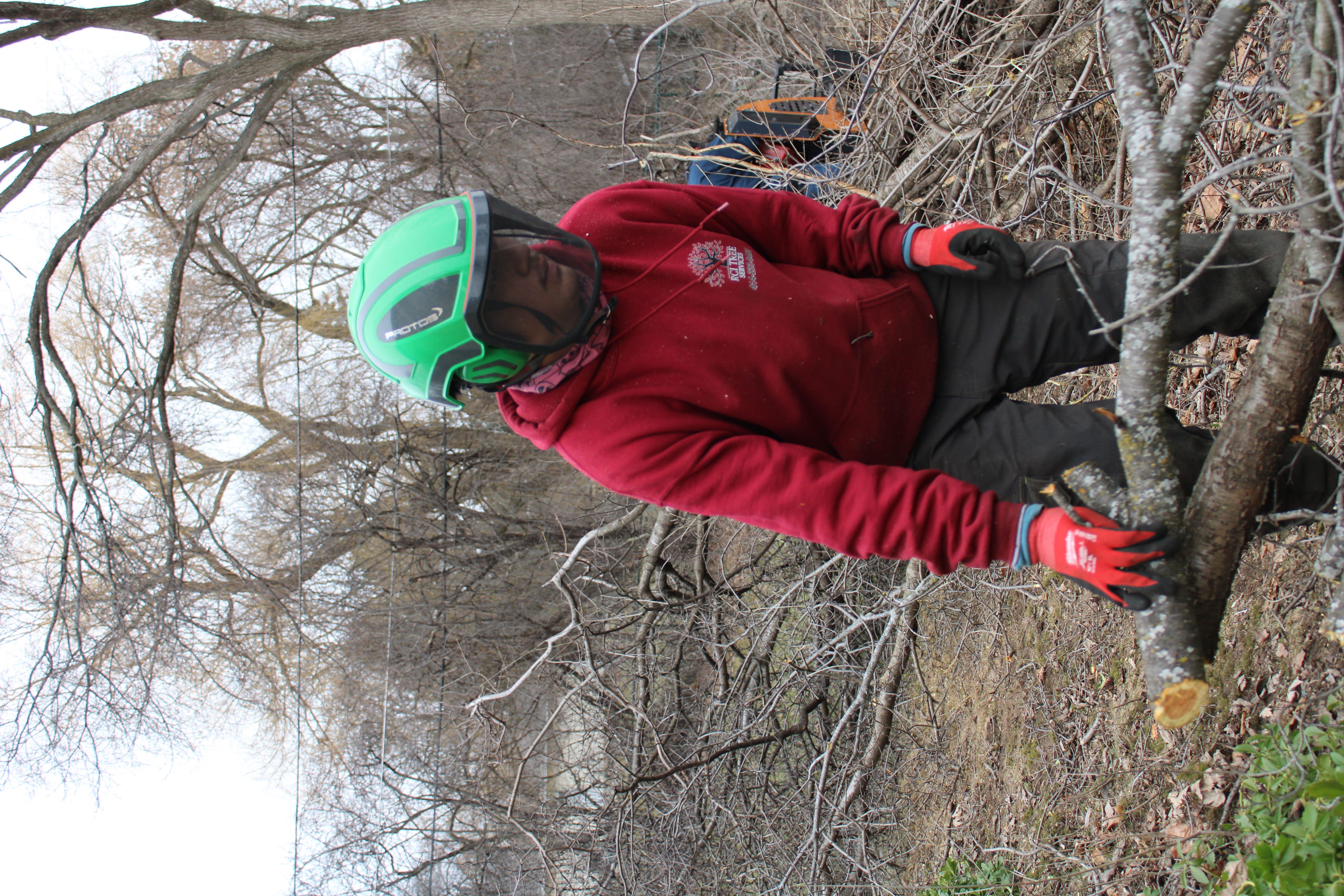 Tree Removal