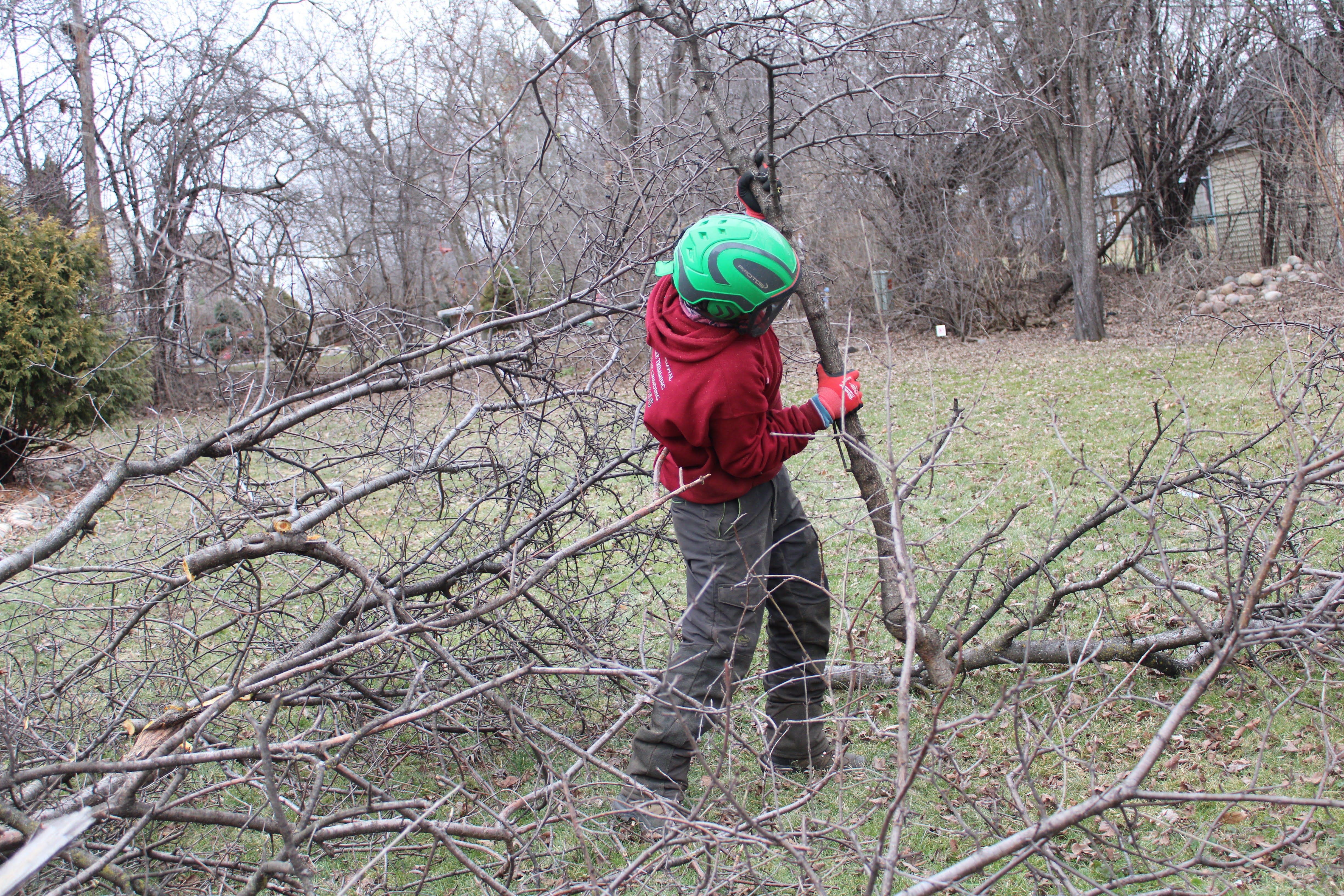 Pruning & Maintenance