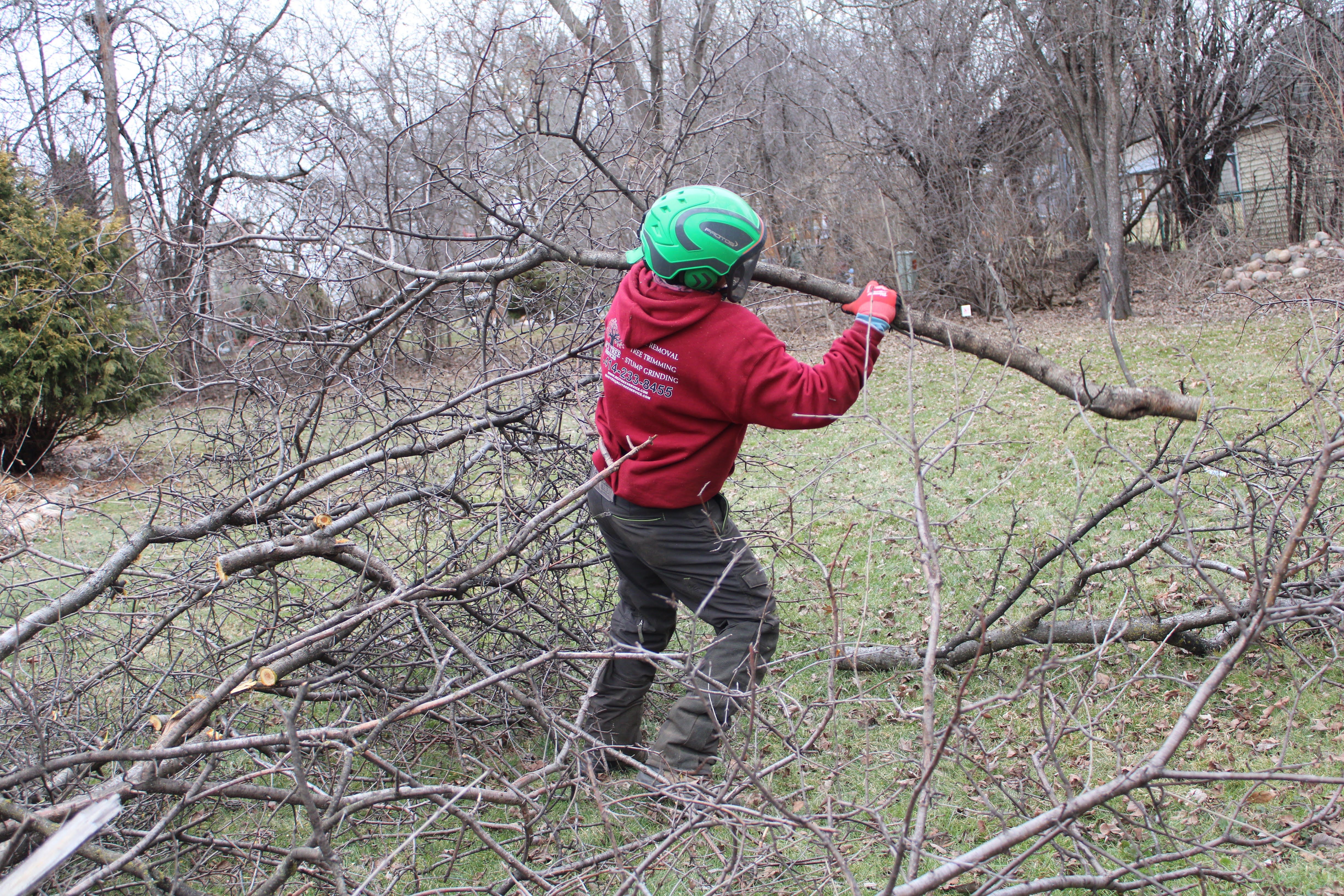 Tree Removal in New Berlin