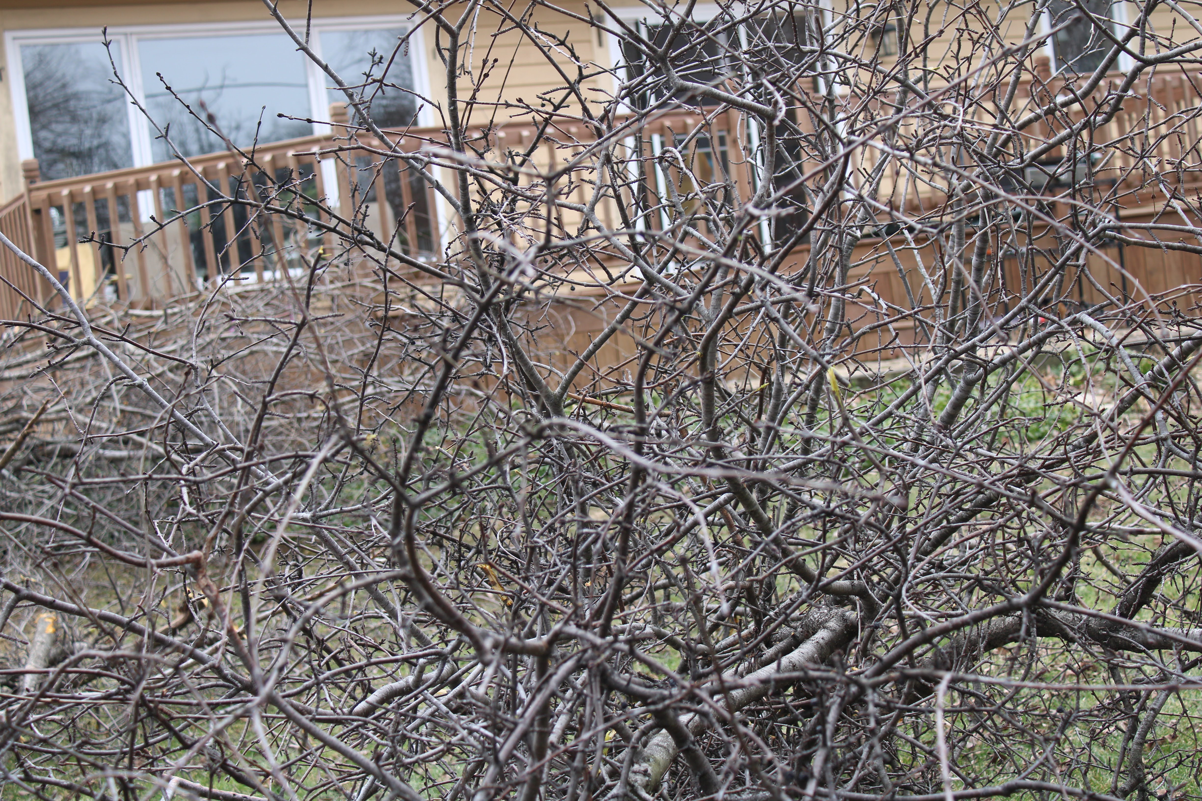  Tree Trimming & Pruning