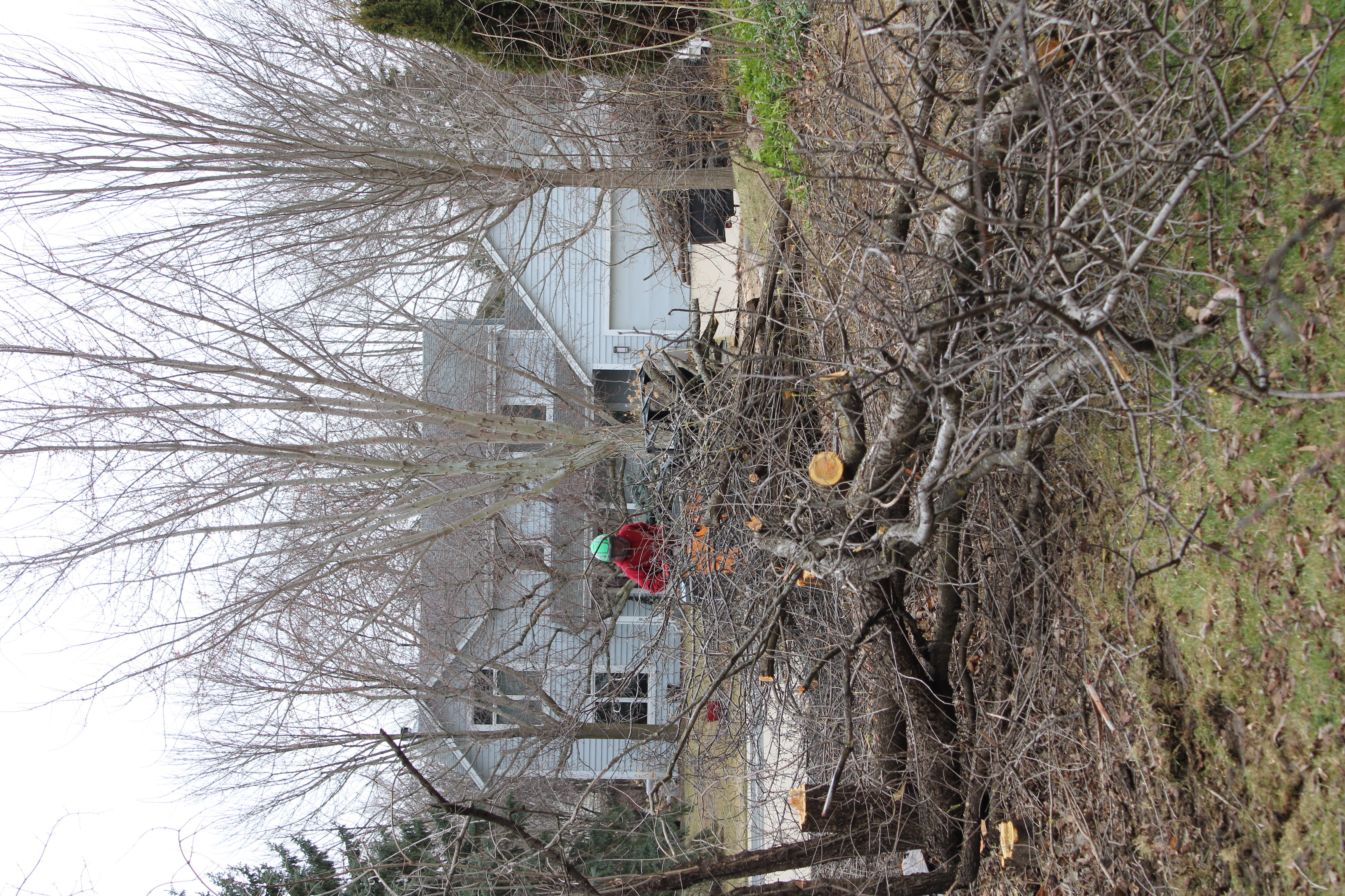 Pruning & Maintenance