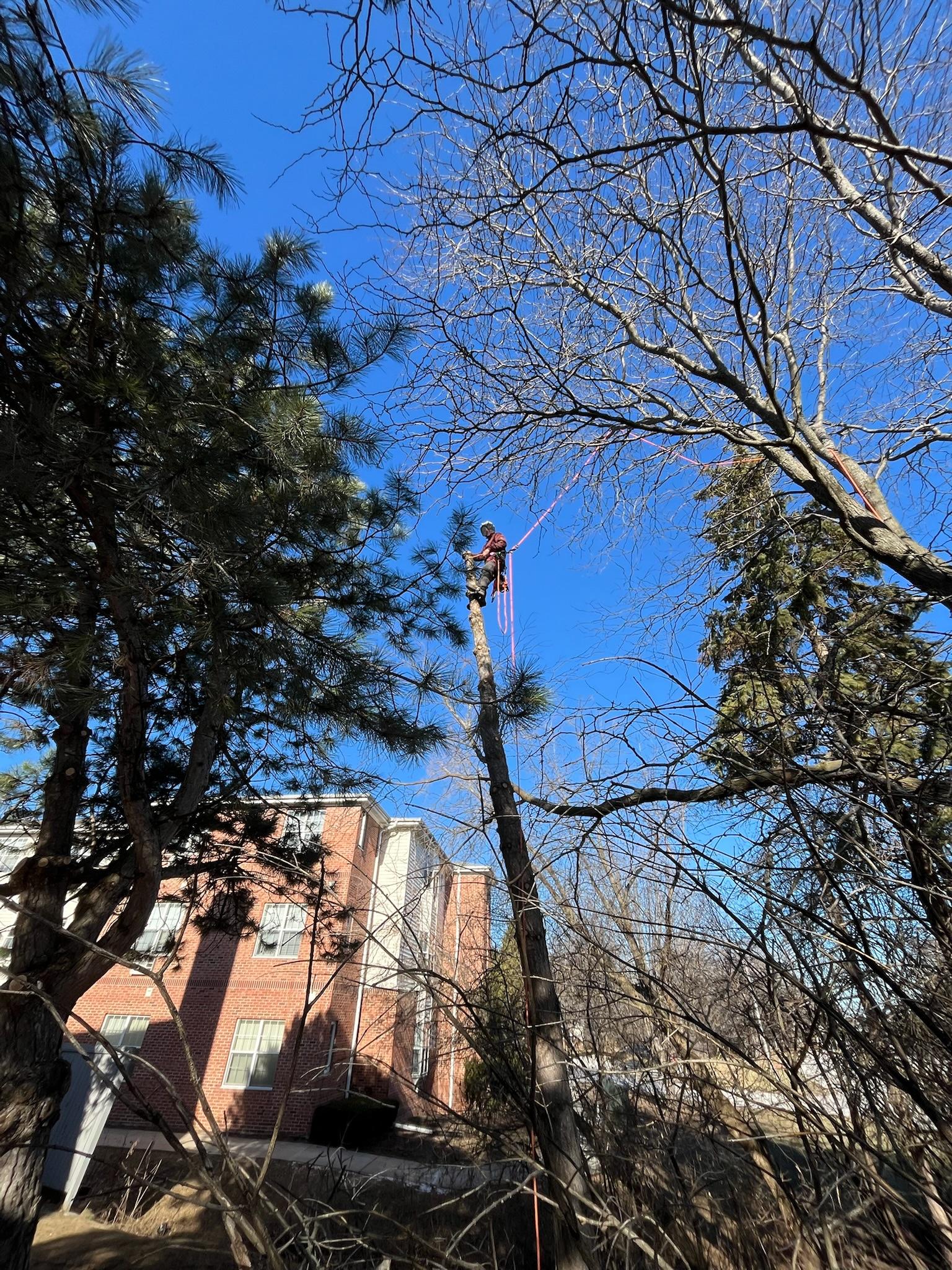 Tree Installation in New Berlin