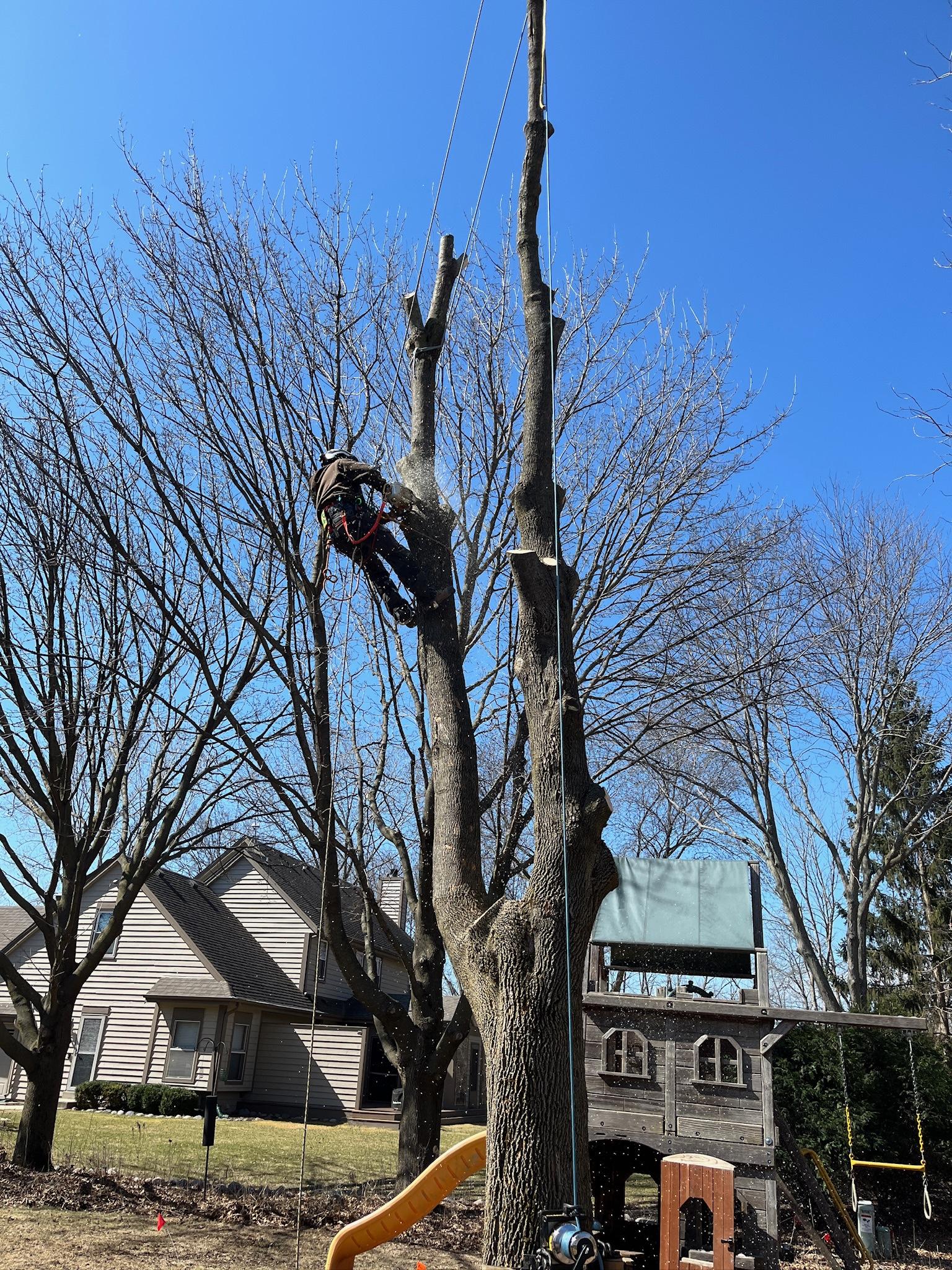 Kenosha Tree Trimming & Pruning