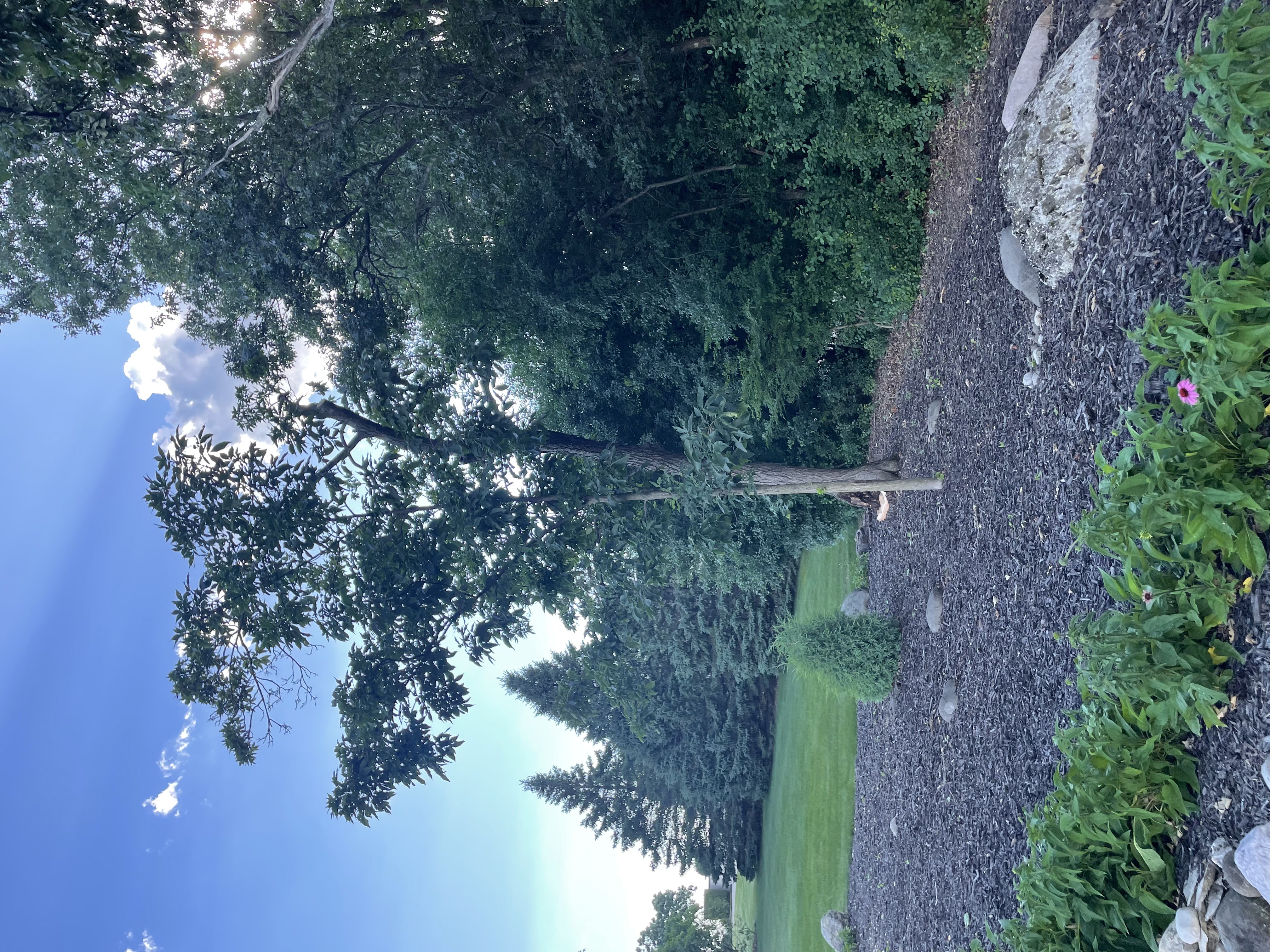 Tree Trimming & Pruning in New Berlin