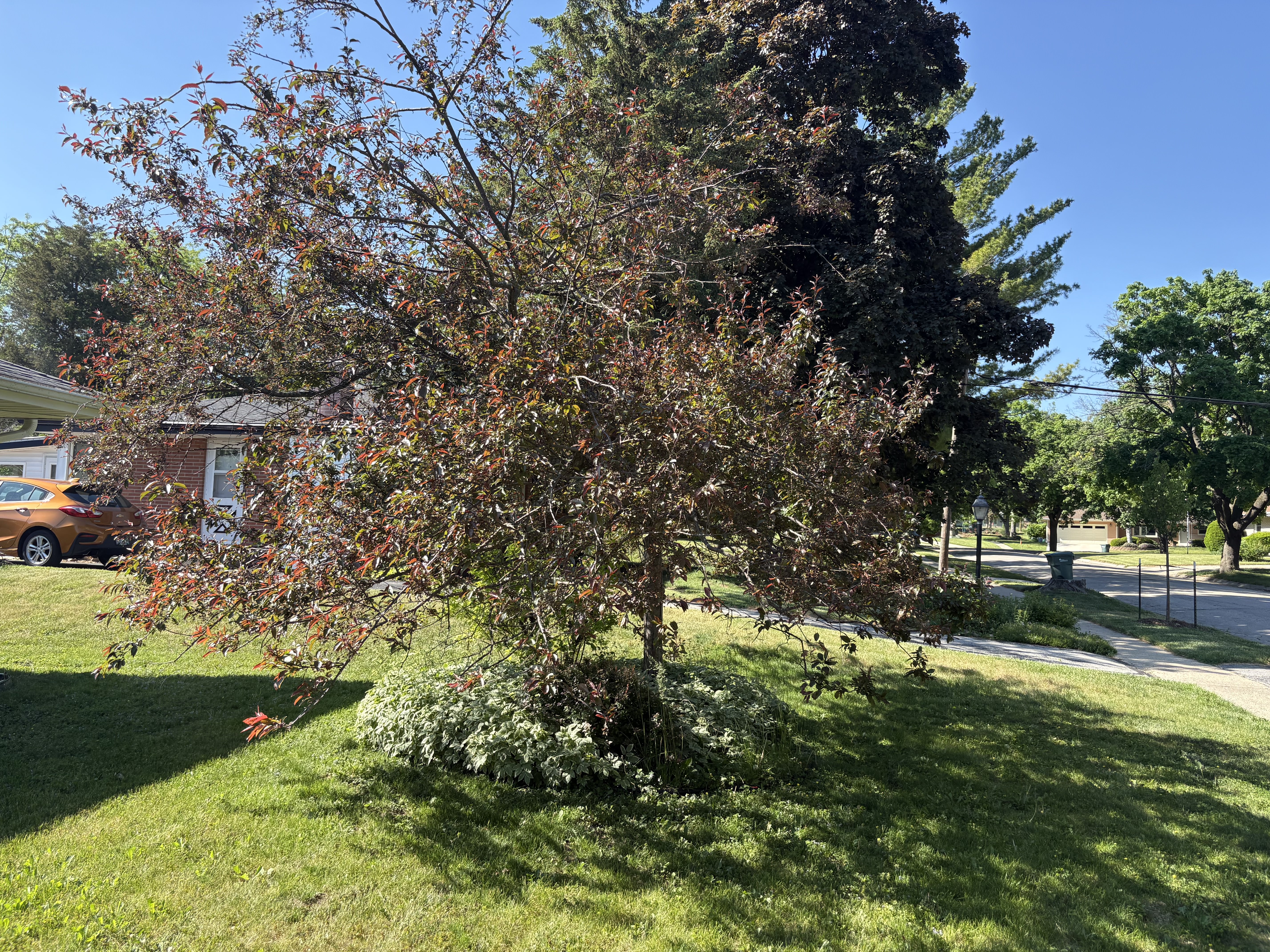 New Berlin Tree Removal