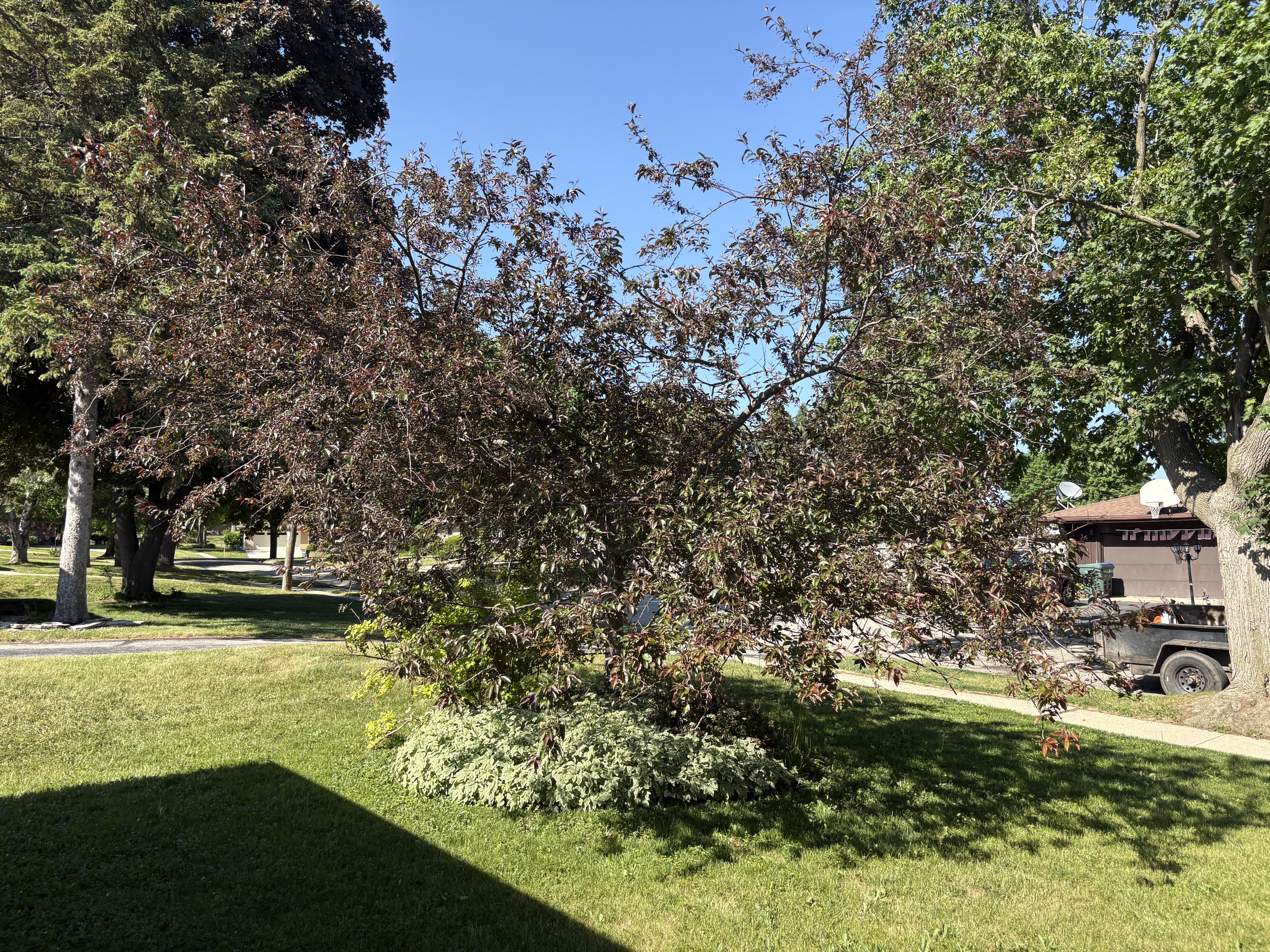 Tree Removal in New Berlin