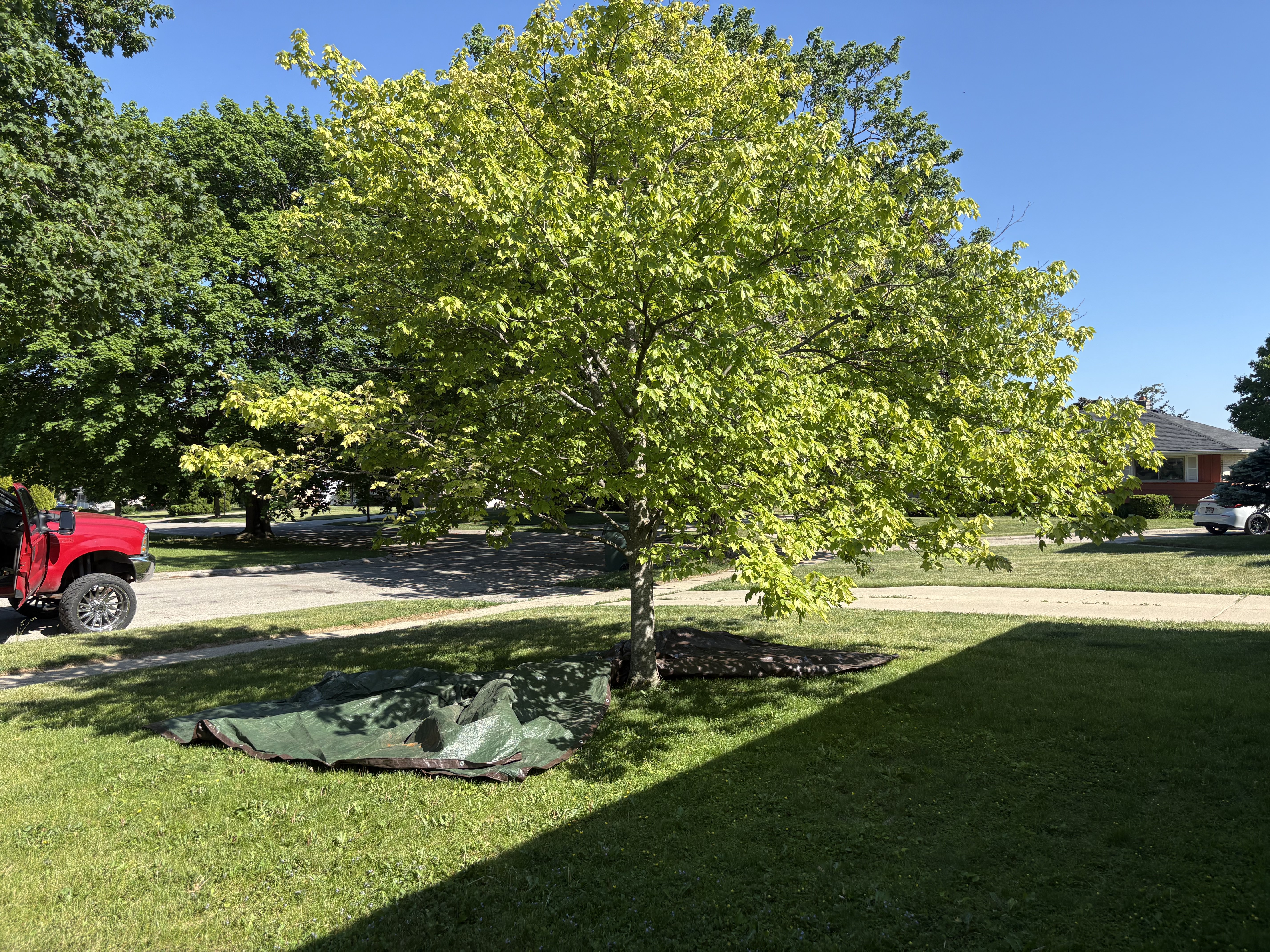 New Berlin Tree Removal