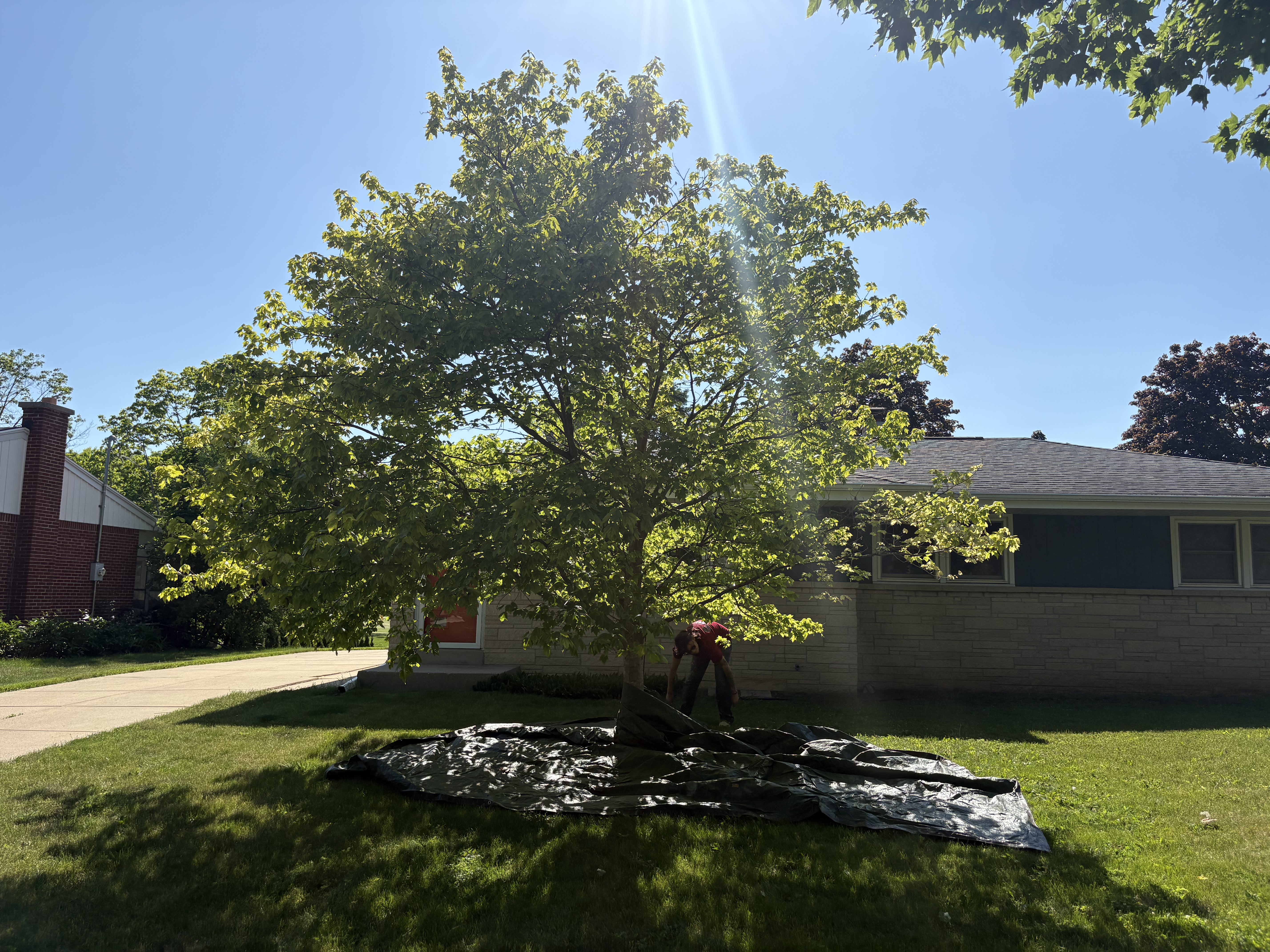  Tree Removal