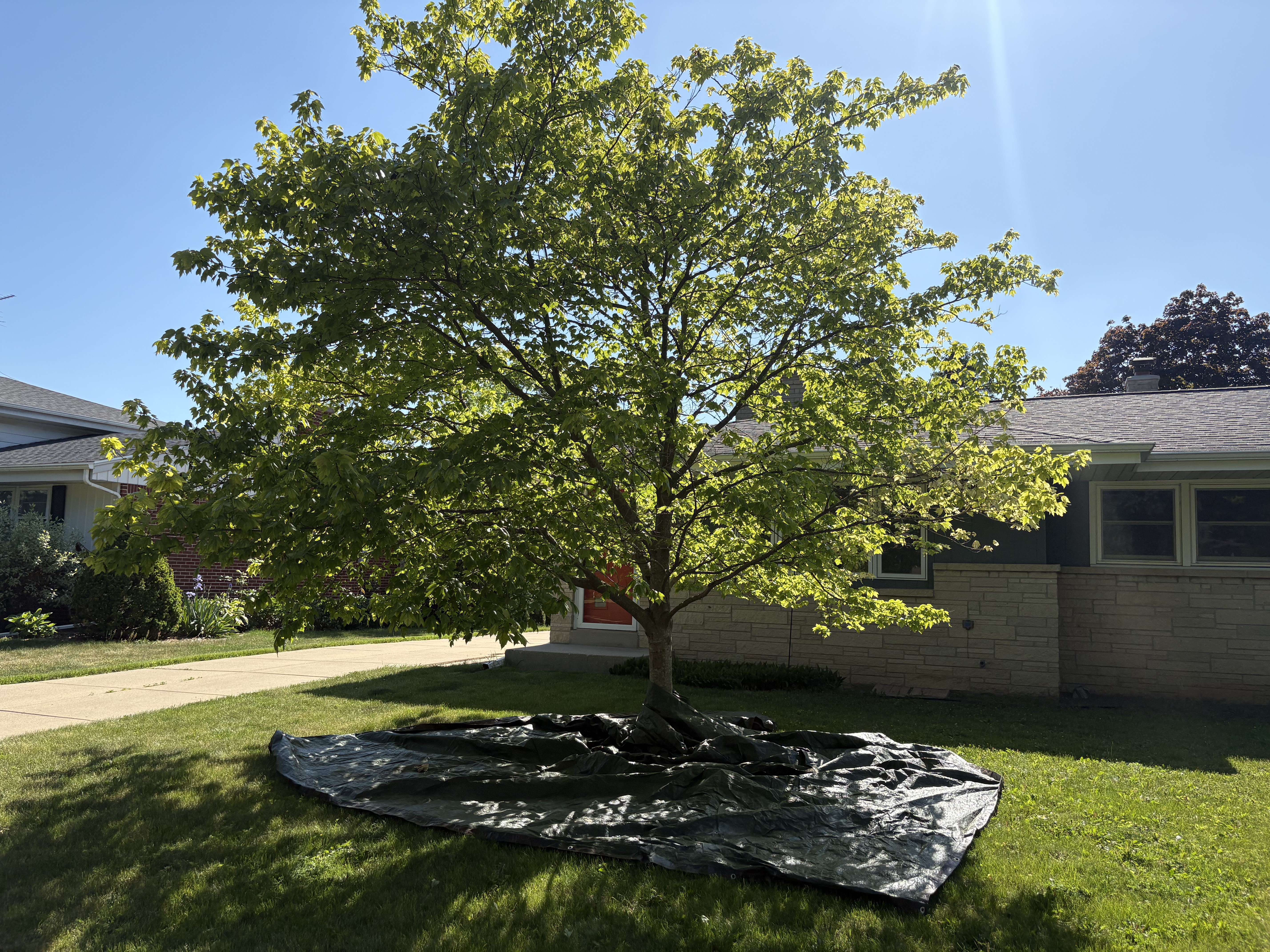  Tree Installation