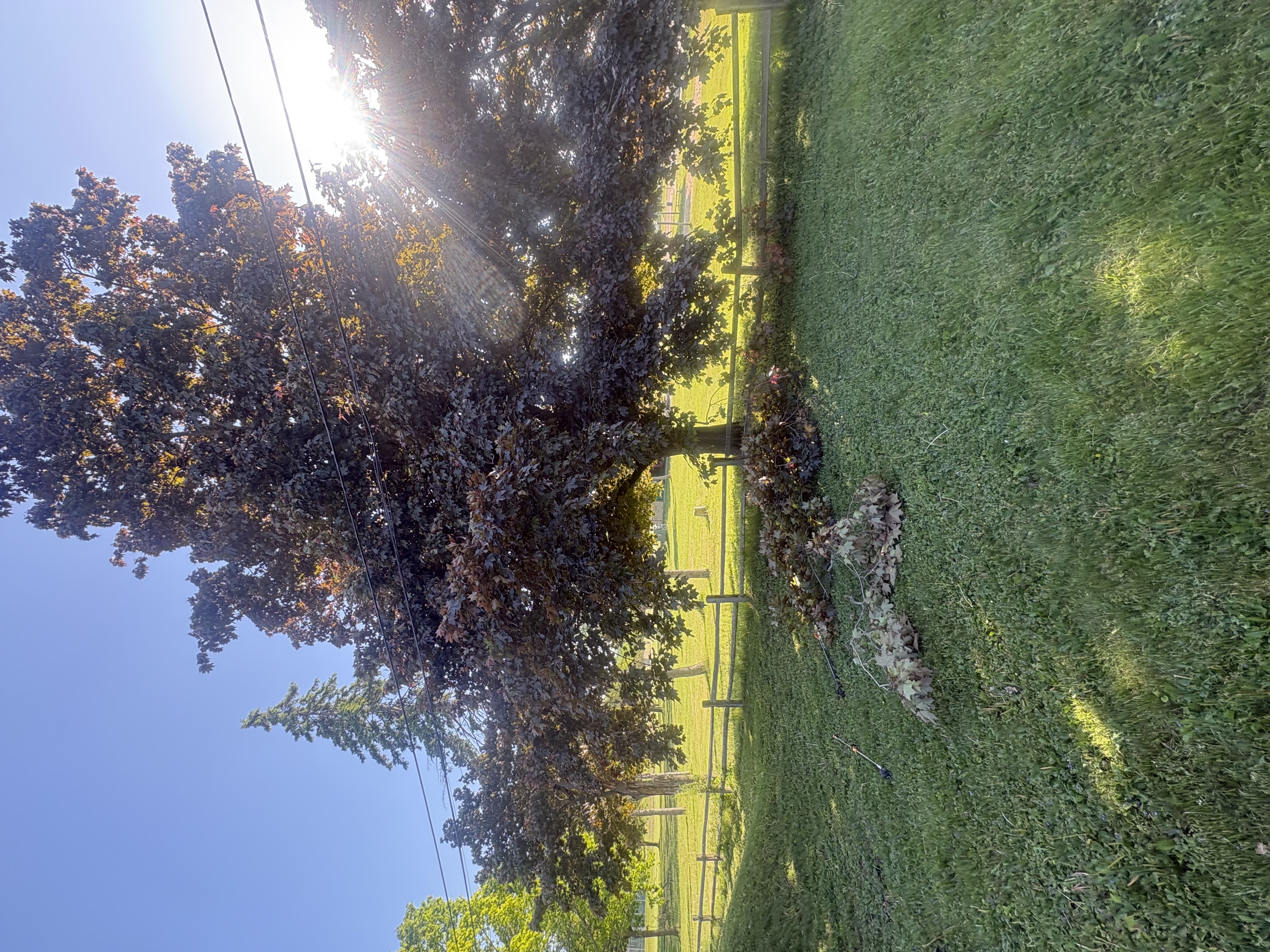 Stump Grinding