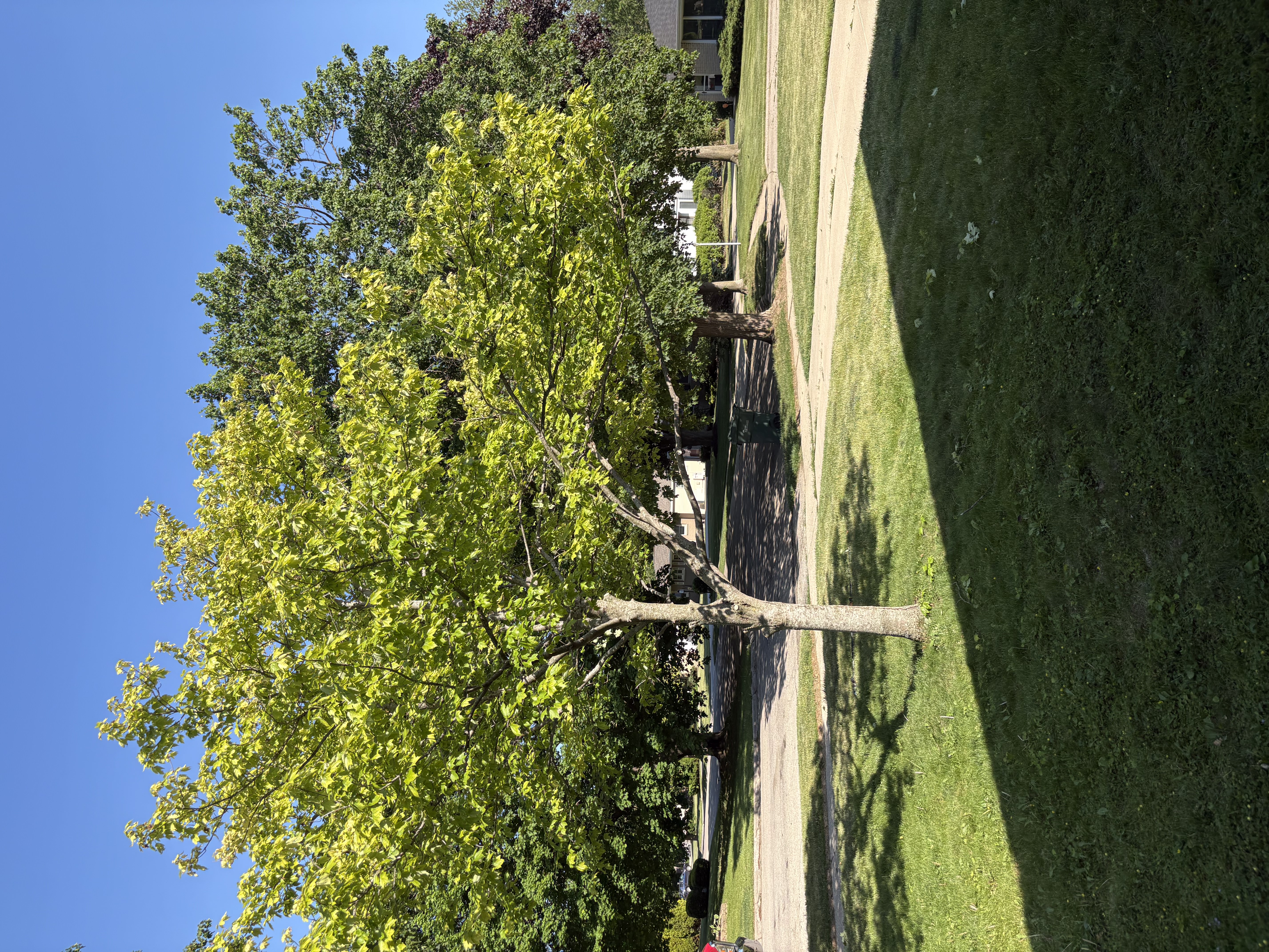 New Berlin Tree Installation
