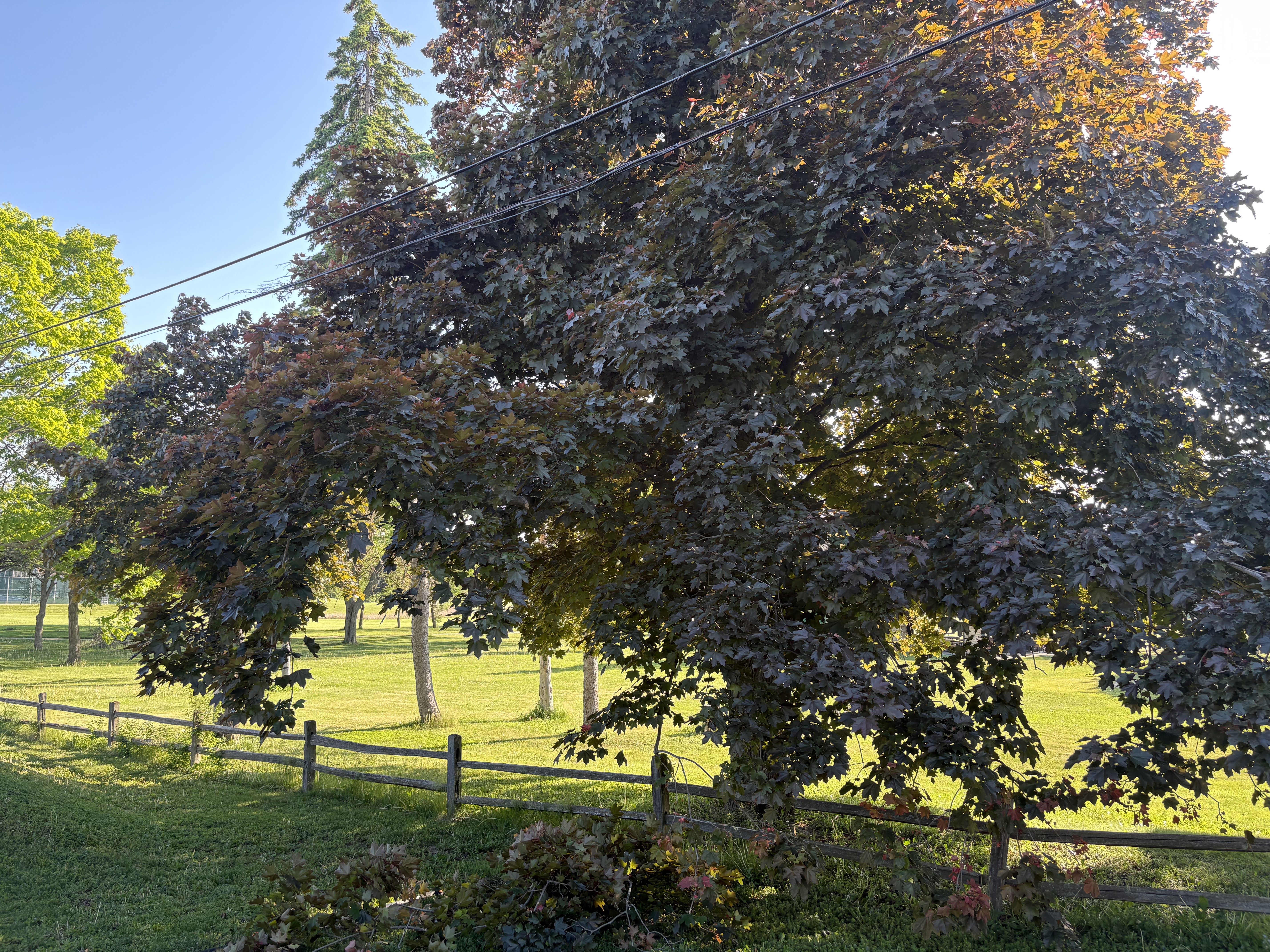  Tree Installation