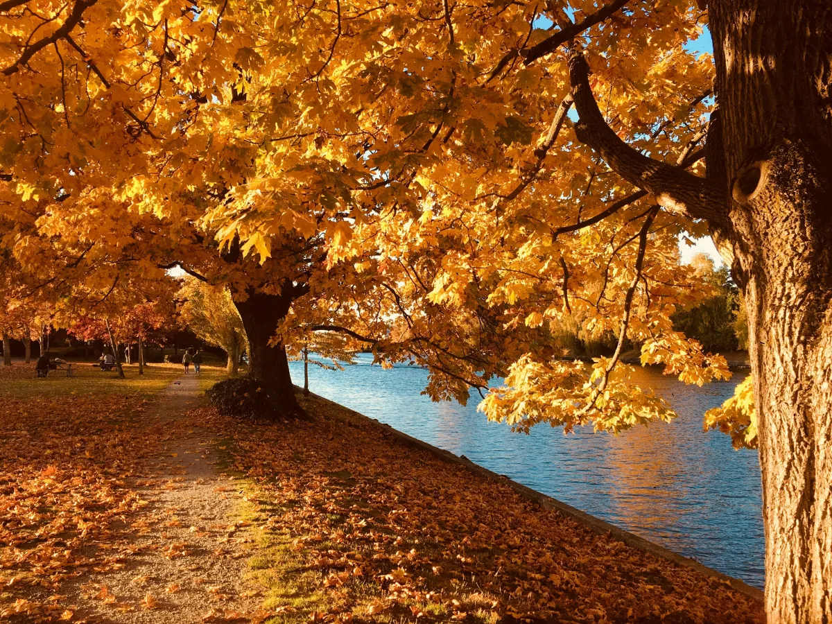 Autumn tree