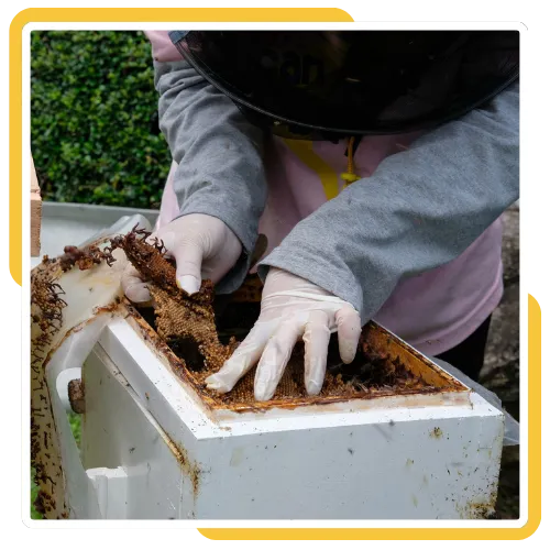 Beehive removal in San Diego, CA by licensed bee removal experts 