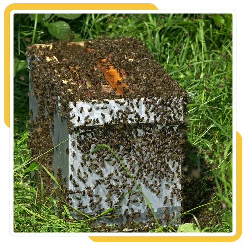 Bee proofing and prevention services in San Diego, CA 