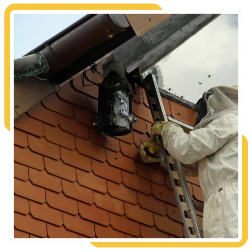 Emergency bee removal San Diego for residential property 