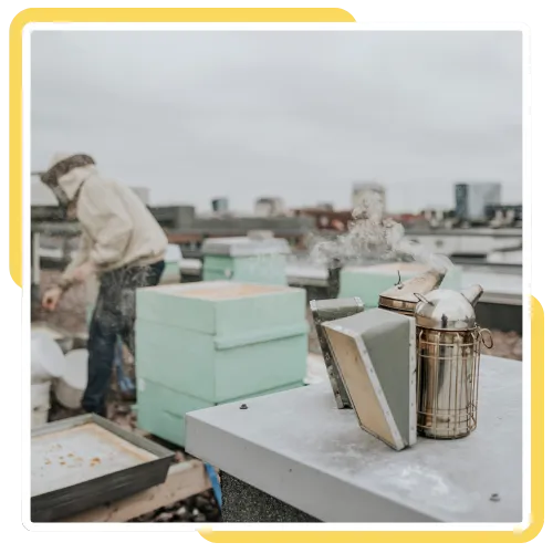 Swarm capture and live bee removal in San Diego, CA 