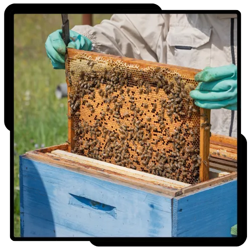 Beehive Removal