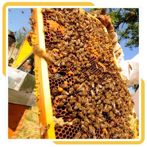 Beehive Removal