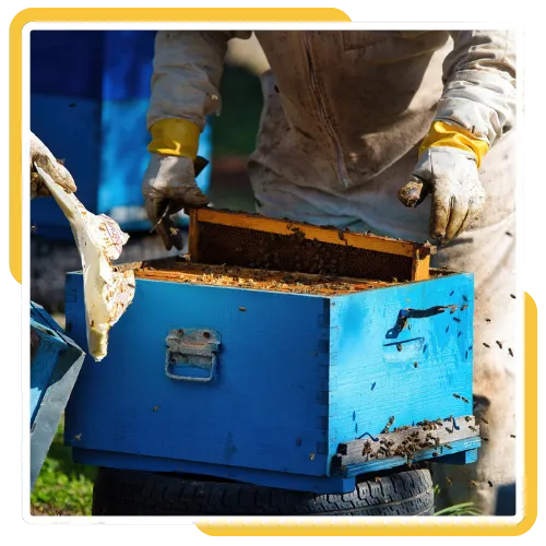 Bee Proofing & Prevention