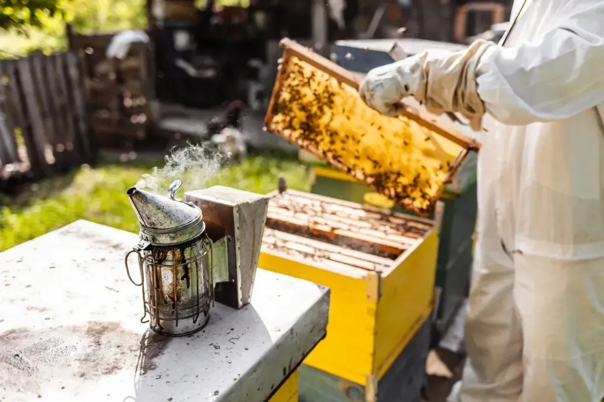 Superior Bee Removal