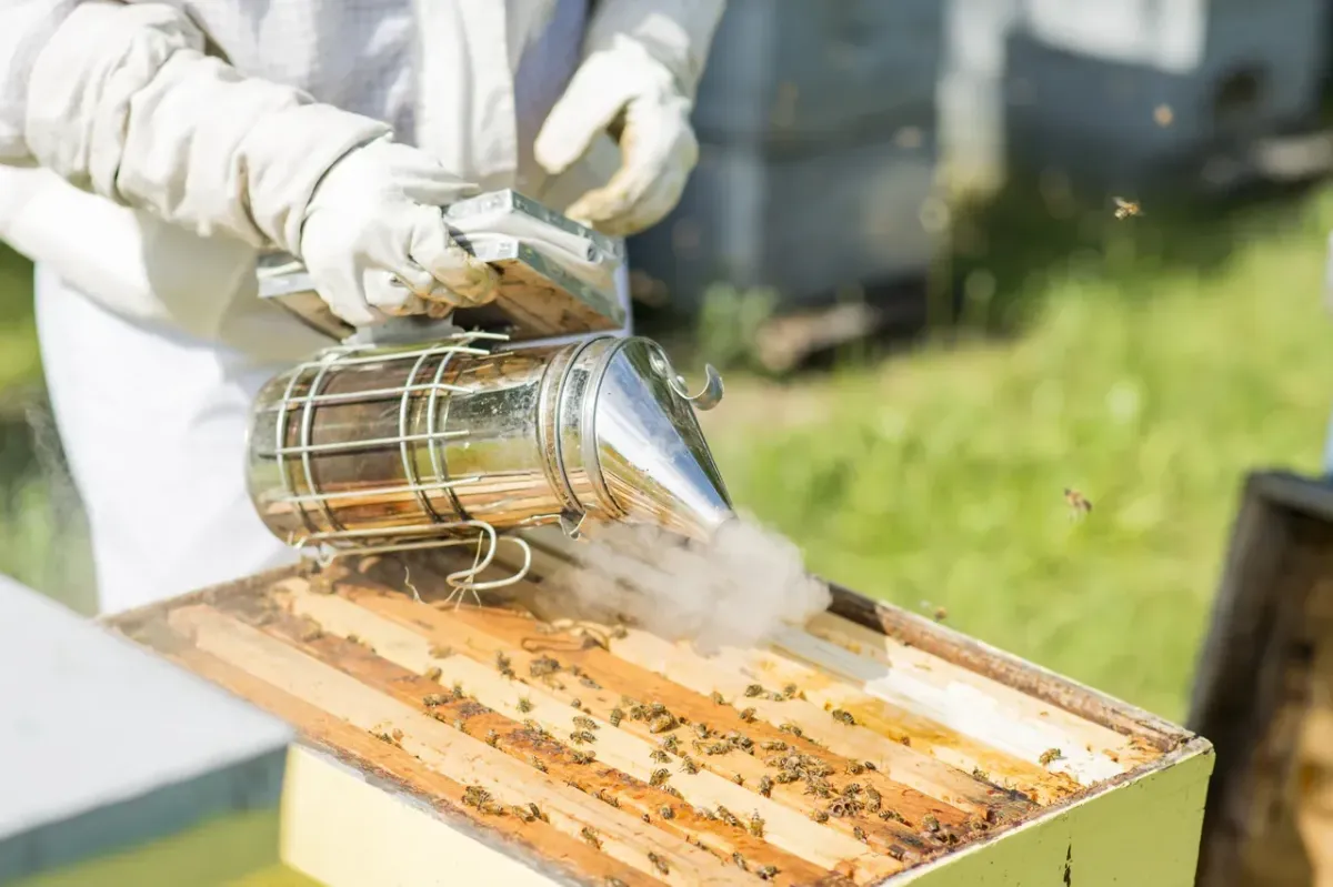 Superior Bee Removal
