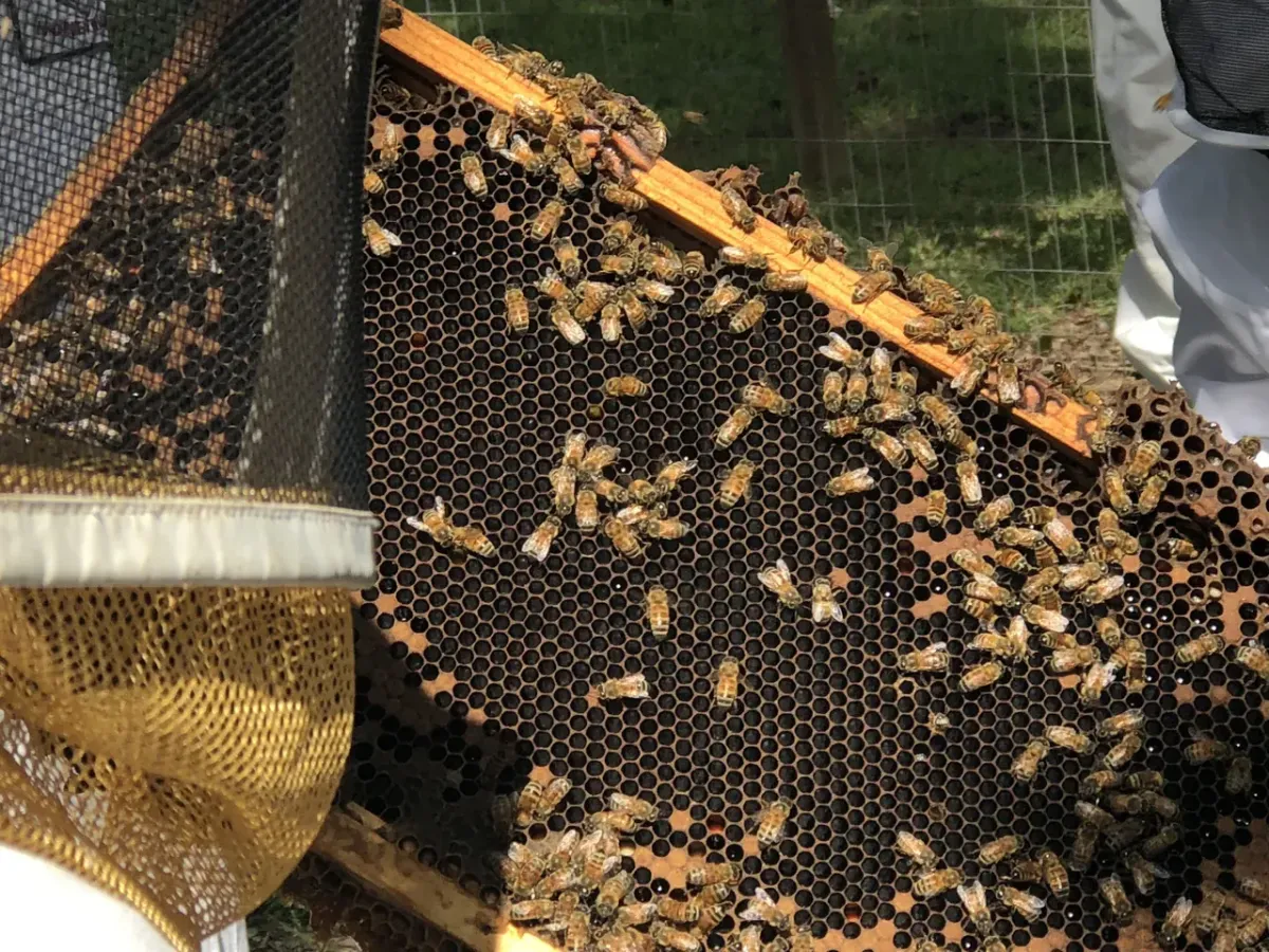 Superior Bee Removal