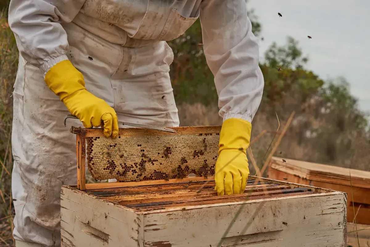 Superior Bee Removal