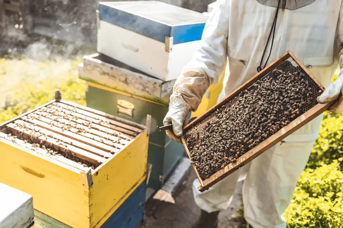 Superior Bee Removal