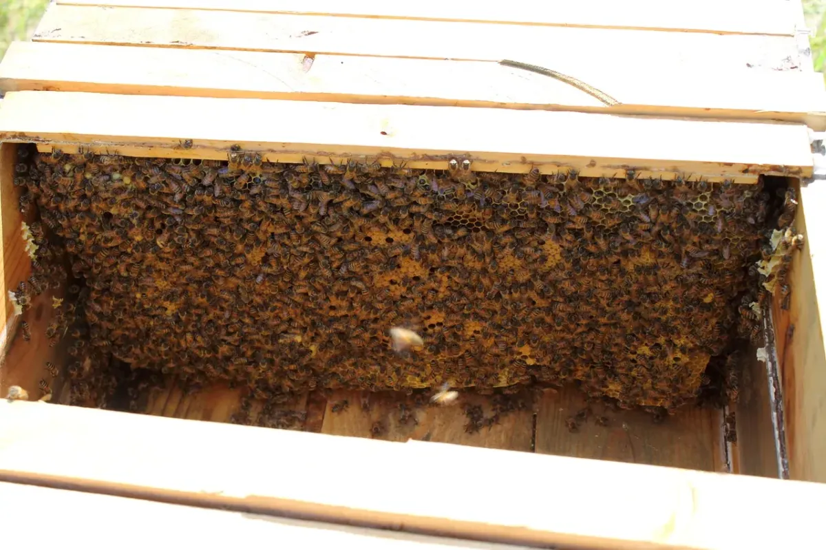 Superior Bee Removal