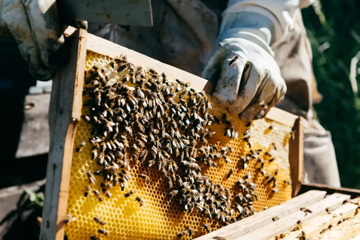 Superior Bee Removal