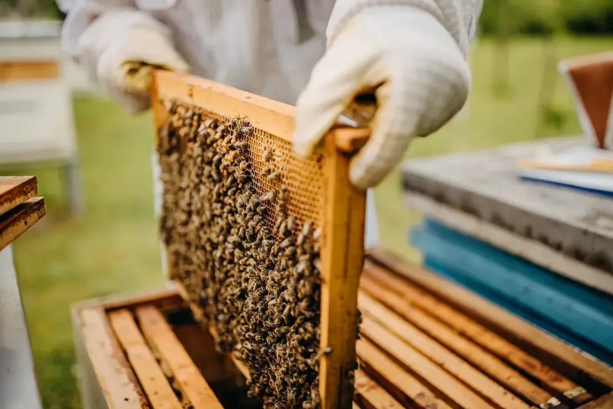 Superior Bee Removal