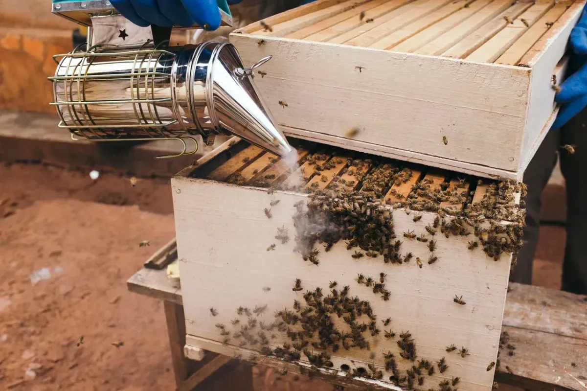 Superior Bee Removal