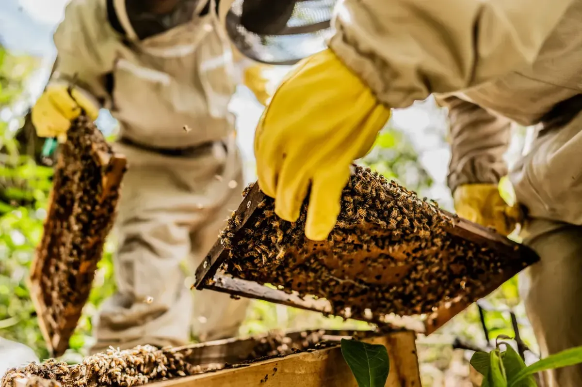 Superior Bee Removal