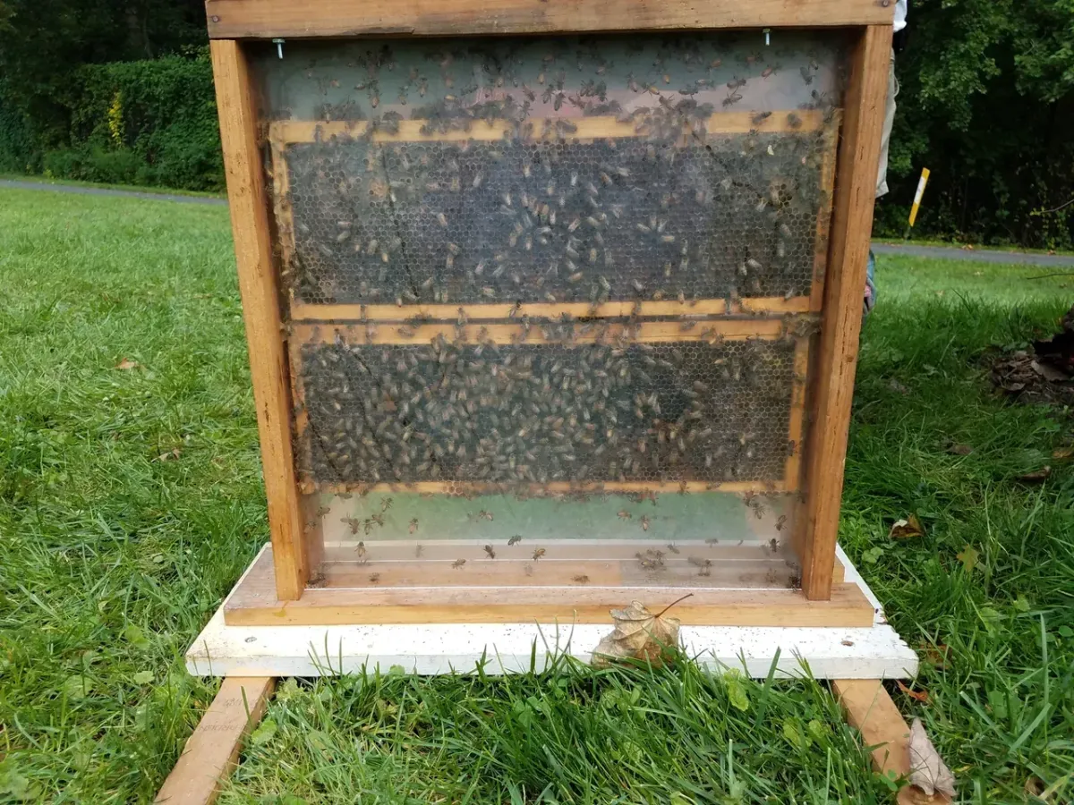Superior Bee Removal