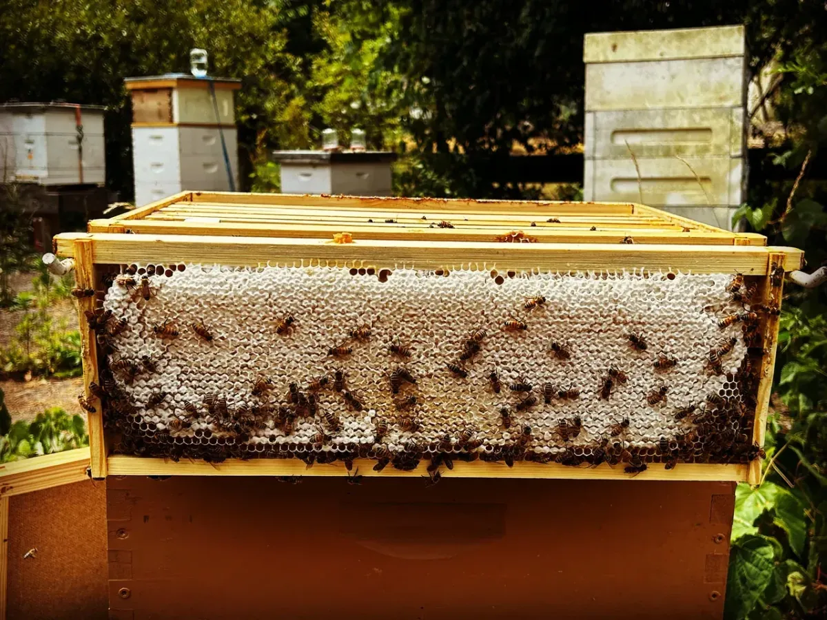 Superior Bee Removal